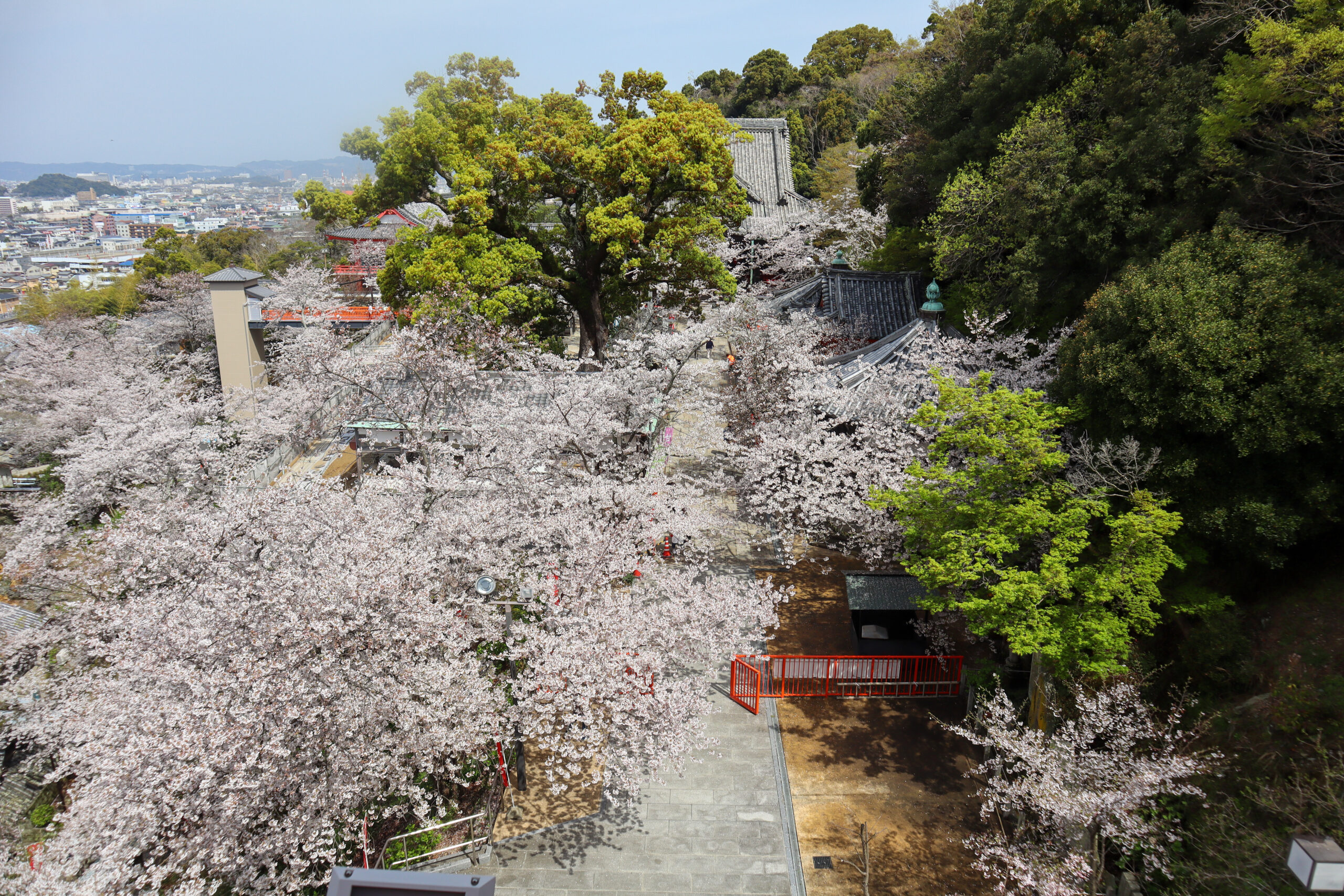 紀三井寺・千手十一面観音像の祀られている建物の3階から見える美しい桜の景色